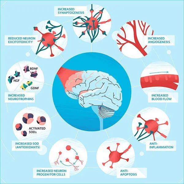 brain photobiomodulation benefits