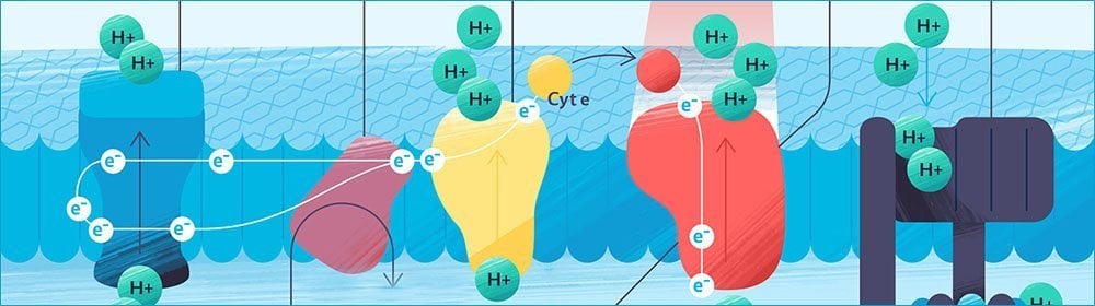 Intranasal photobiomodulations effectiveness