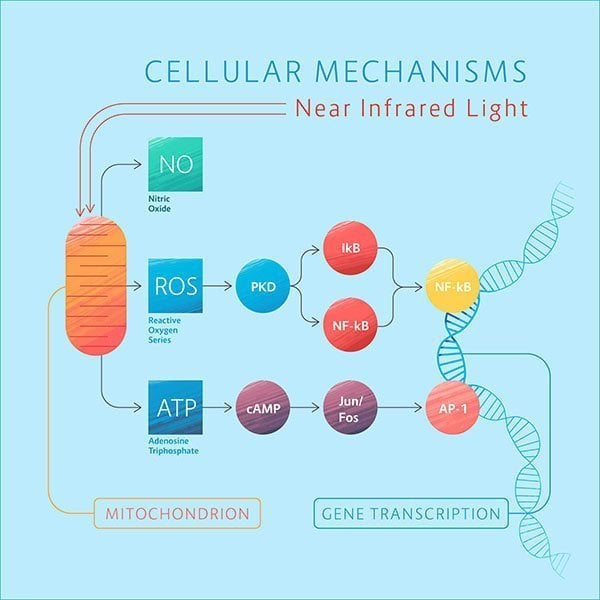 Photobiomodulation mechanisms