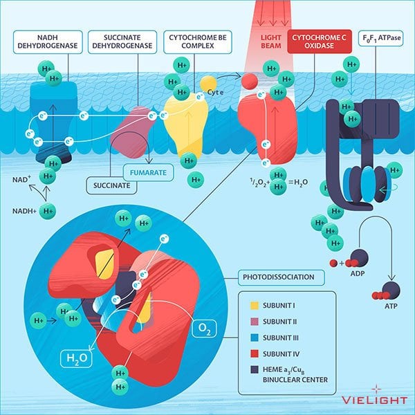 Activation of mitochondria cytochrome c oxidase through photobiomodulation